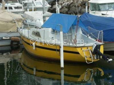 Iguana 24